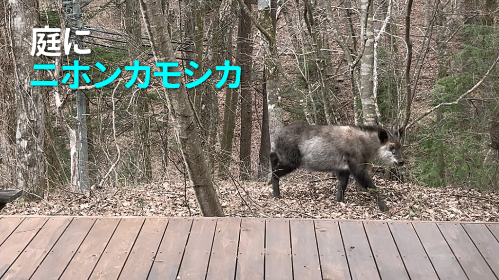 庭にニホンカモシカ